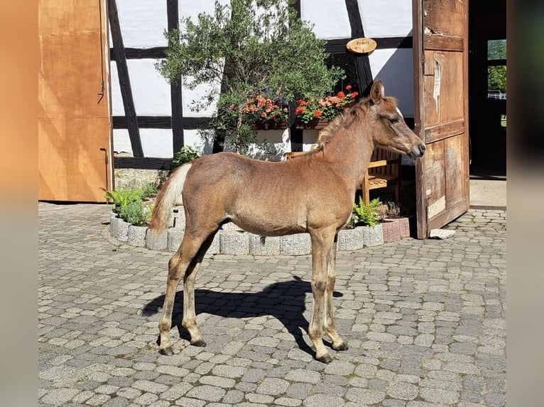 Arabo Egiziano Stallone Puledri (05/2026) Grigio in Vreden