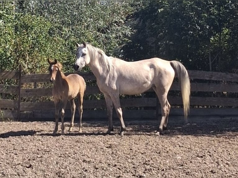 Arabo Egiziano Stallone Puledri (05/2026) Grigio in Vreden
