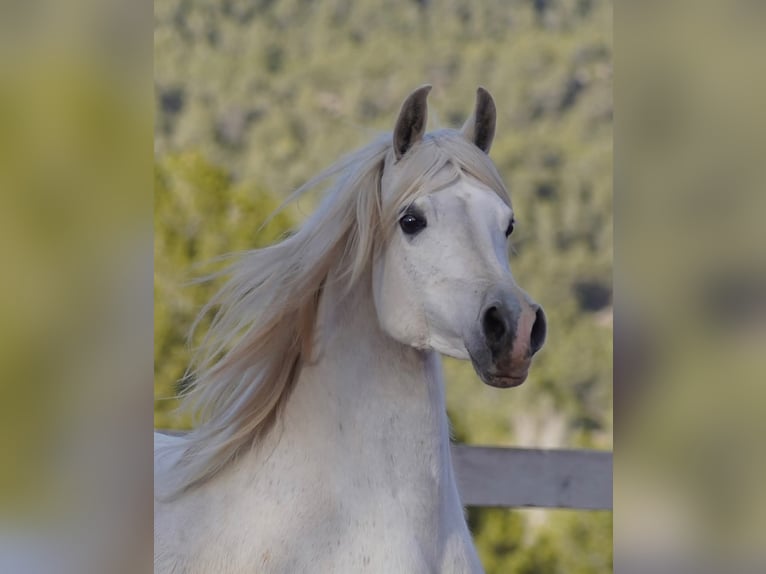 Arabo Egiziano Stallone Puledri (01/2025) Grigio in Sevilla