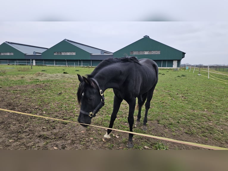 Arabo Egiziano Stallone Rabicano in Groesbeek