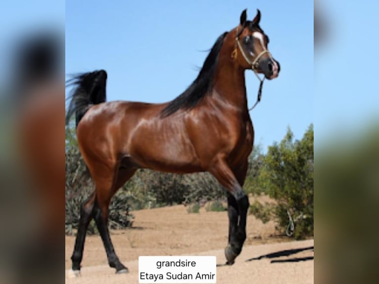 Arabo Egiziano Stallone Rabicano in Groesbeek