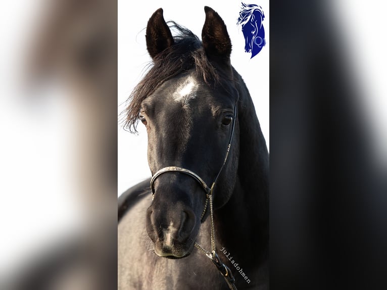 Arabo Egiziano Stallone Rabicano in Groesbeek