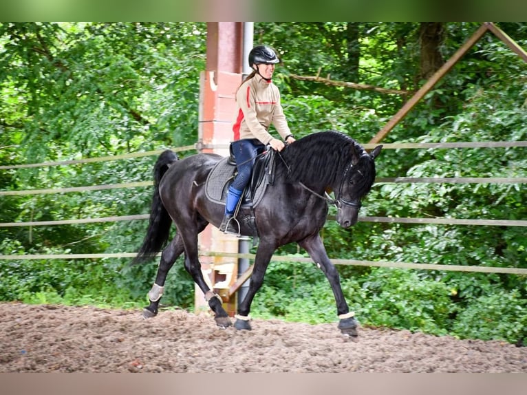 Arabo-Fries Hengst 11 Jaar 167 cm Zwart in Saulnay