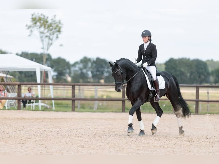 Arabo-Fries Hengst 11 Jaar 167 cm Zwart in Saulnay