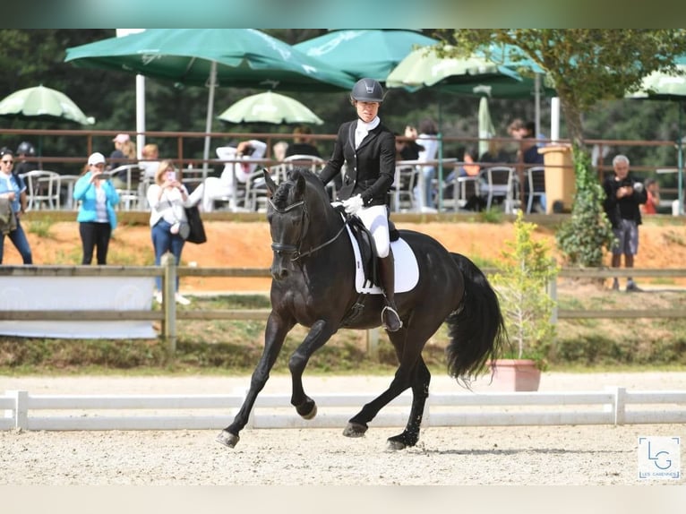 Arabo-Fries Hengst 12 Jaar 167 cm Zwart in Saulnay