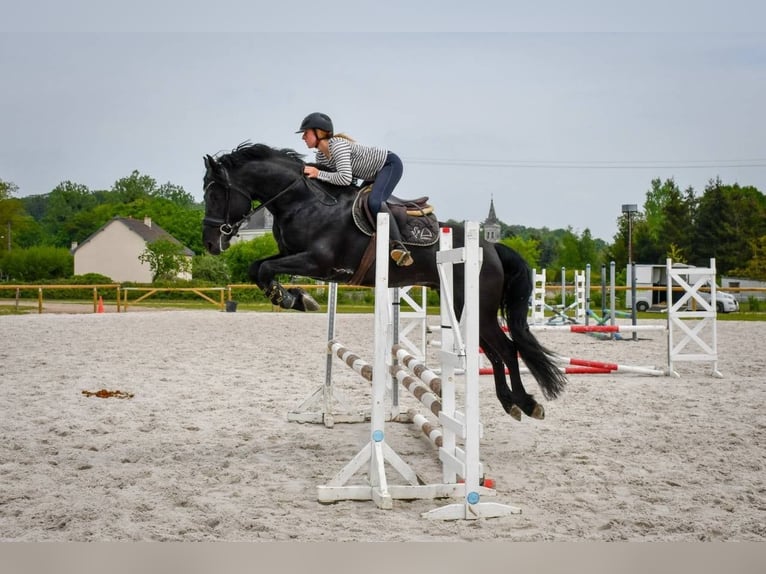 Arabo-Fries Hengst 12 Jaar 167 cm Zwart in Saulnay