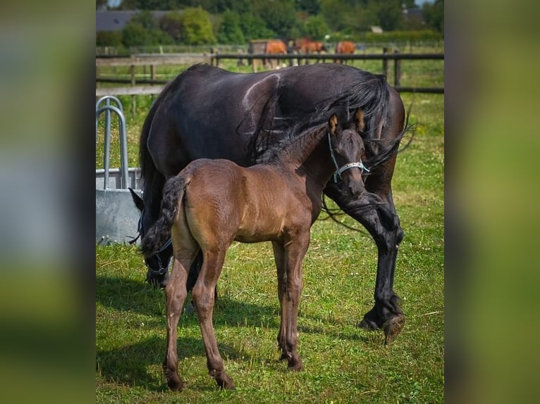 Arabo-Fries Hengst 1 Jaar Zwart in Oud Gastel