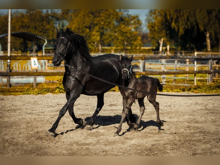 Arabo-Fries Hengst 1 Jaar Zwart in Oud Gastel