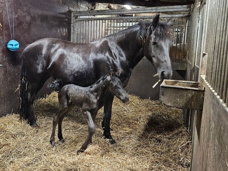 Arabo-Fries Hengst 1 Jaar Zwart in Oud Gastel