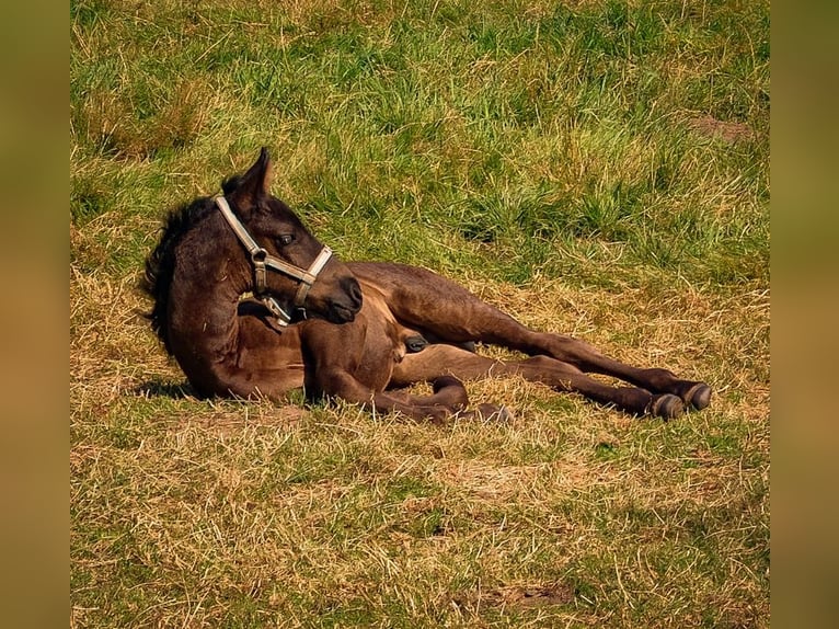 Arabo-Fries Hengst 1 Jaar Zwart in Oud Gastel