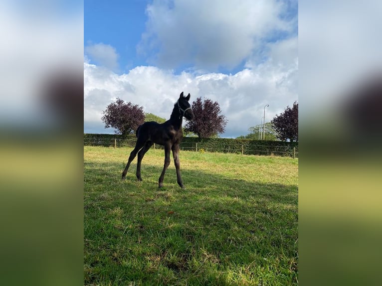 Arabo-Fries Hengst 1 Jaar Zwart in Oud Gastel