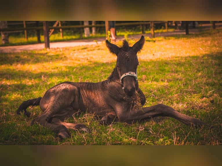 Arabo-Fries Hengst 1 Jaar Zwart in Oud Gastel