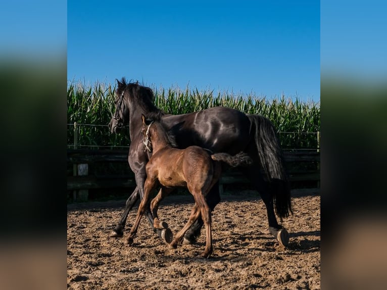 Arabo-Fries Hengst 1 Jaar Zwart in Oud Gastel