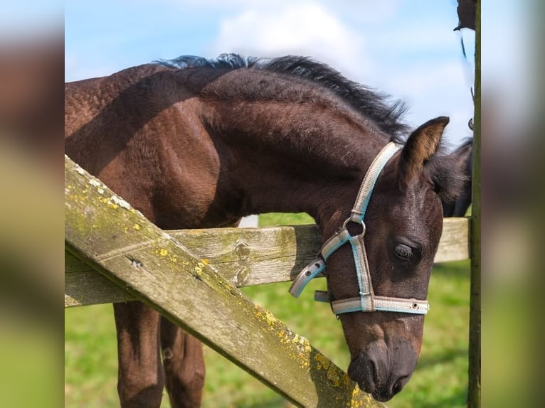 Arabo-Fries Hengst 1 Jaar Zwart in Oud Gastel