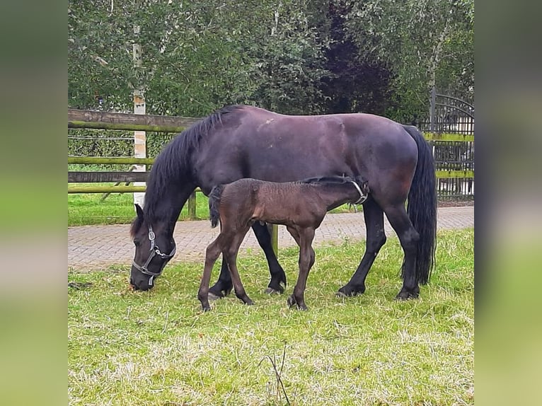 Arabo-Fries Hengst 1 Jaar Zwart in Oud Gastel