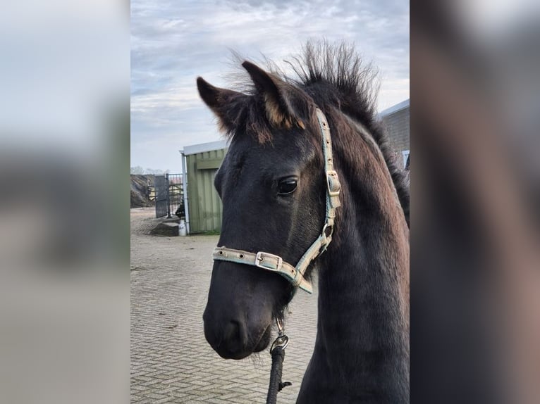 Arabo-Fries Hengst 1 Jaar Zwart in Oud Gastel