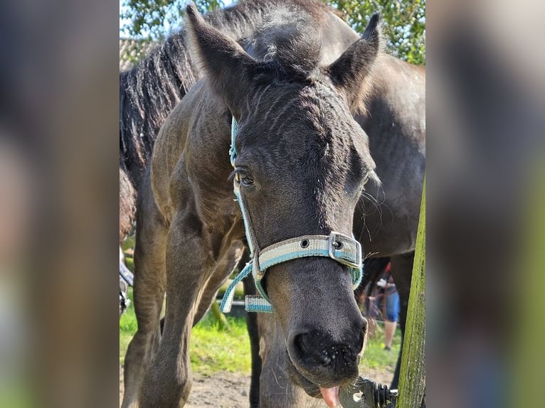 Arabo-Fries Hengst 1 Jaar Zwart in Oud Gastel