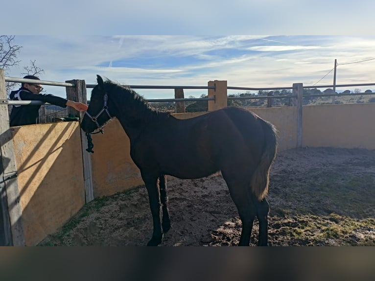 Arabo-Fries Hengst 2 Jaar 170 cm Zwart in Navalperal De Pinares