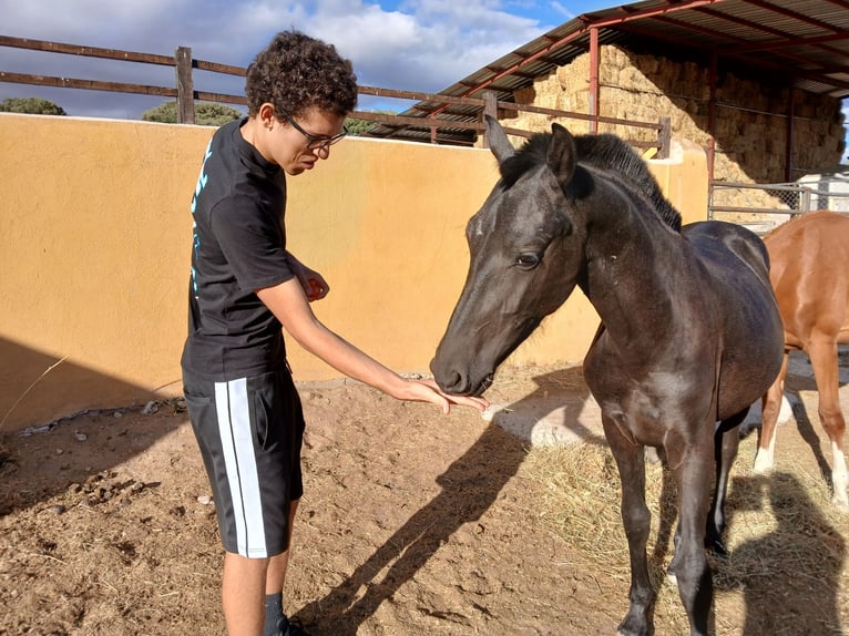 Arabo-Fries Hengst 2 Jaar 170 cm Zwart in Navalperal De Pinares