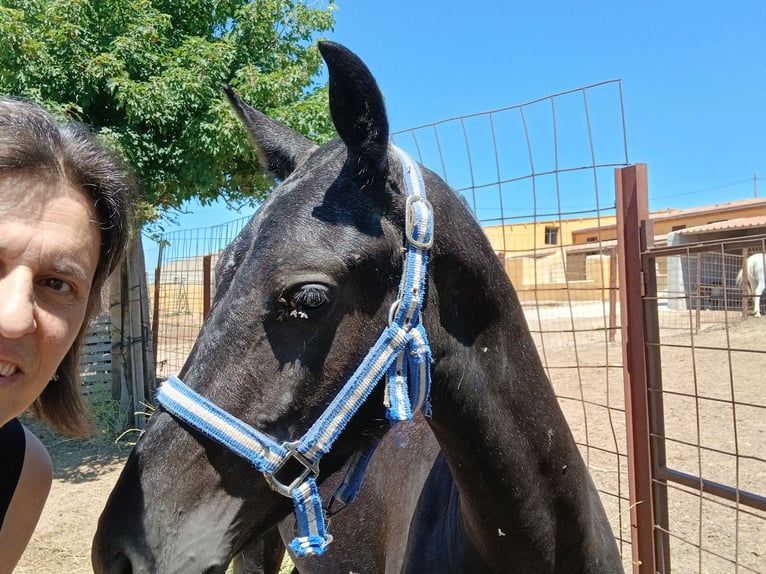 Arabo-Fries Hengst 2 Jaar 170 cm Zwart in Navalperal De Pinares