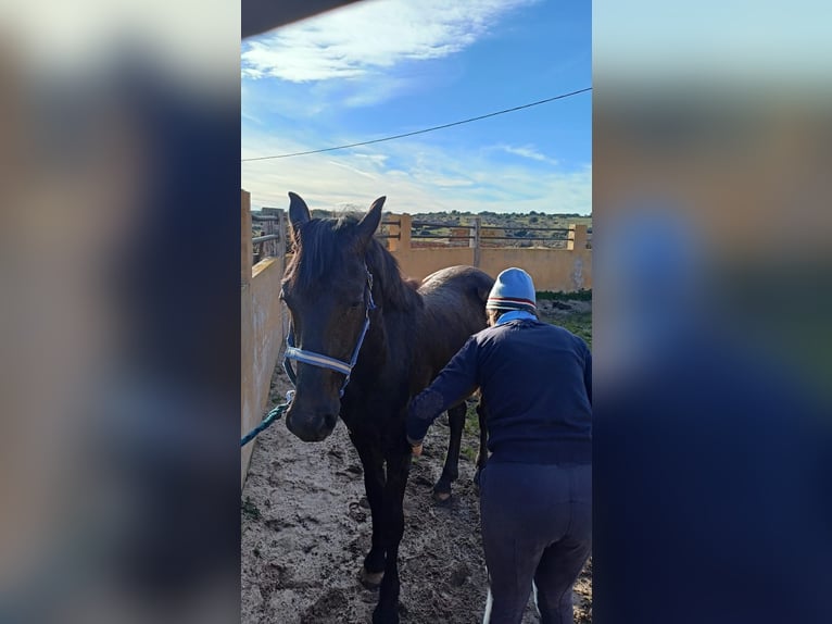 Arabo-Fries Hengst 2 Jaar 170 cm Zwart in Navalperal De Pinares