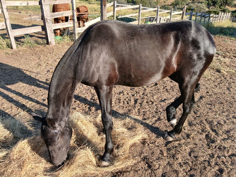 Arabo-Fries Hengst 2 Jaar 170 cm Zwart in Navalperal De Pinares