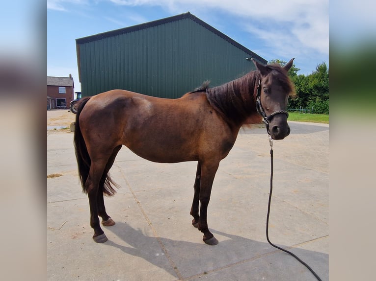 Arabo-Fries Mix Hengst 3 Jaar 154 cm Zwart in Maria Hoop