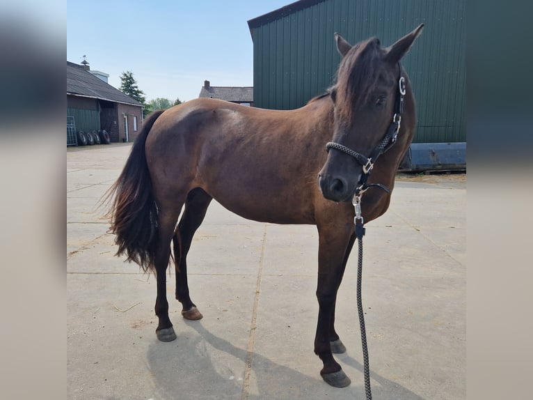 Arabo-Fries Mix Hengst 3 Jaar 154 cm Zwart in Maria Hoop