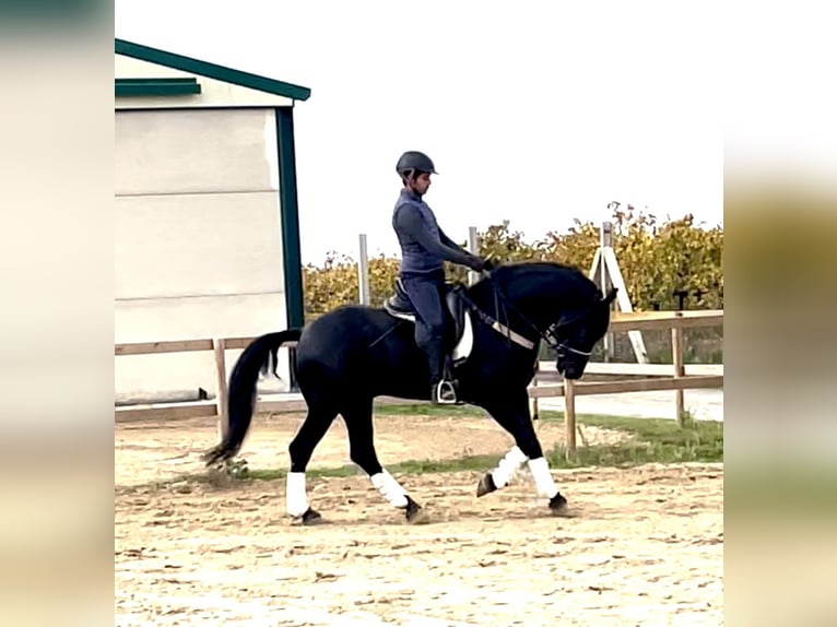 Arabo-Fries Mix Hengst 6 Jaar 156 cm Zwart in Tudela De Duero