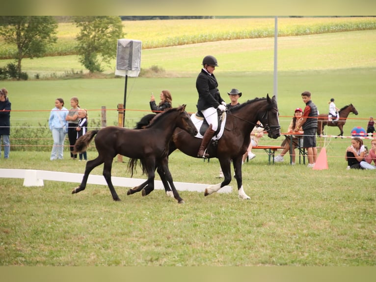 Arabo-Fries Hengst veulen (05/2024) Zwart in Aurach