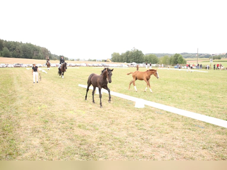 Arabo-Fries Hengst veulen (05/2024) Zwart in Aurach