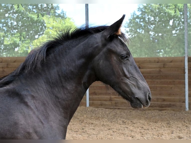 Arabo-Fries Hengst Veulen (05/2025) Zwart in Pouvrai