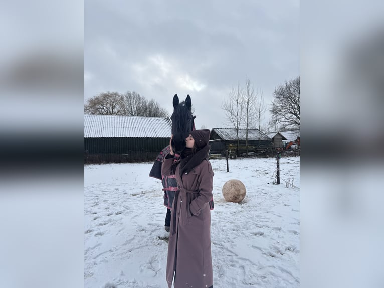 Arabo-Fries Merrie 10 Jaar 168 cm Zwart in Gaanderen