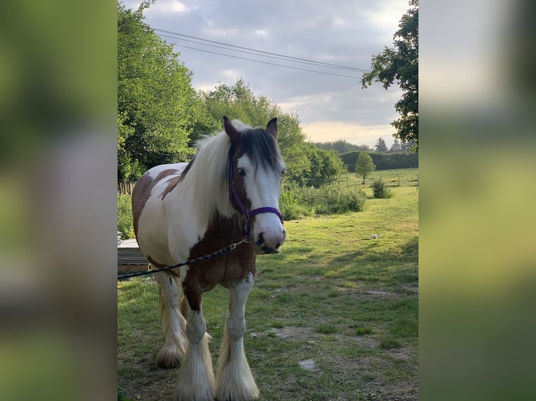 Arabo-Fries Merrie 16 Jaar 200 cm Lichtbruin in Toronto