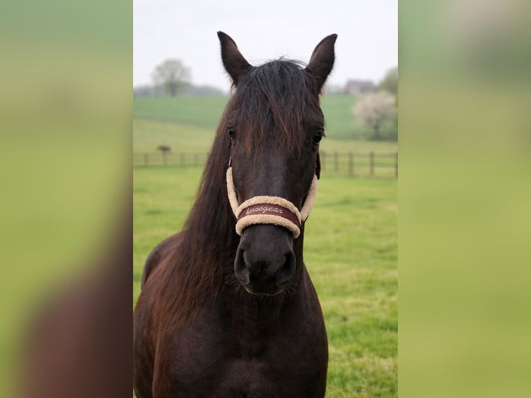 Arabo-Fries Merrie 2 Jaar 165 cm Zwart in evergem
