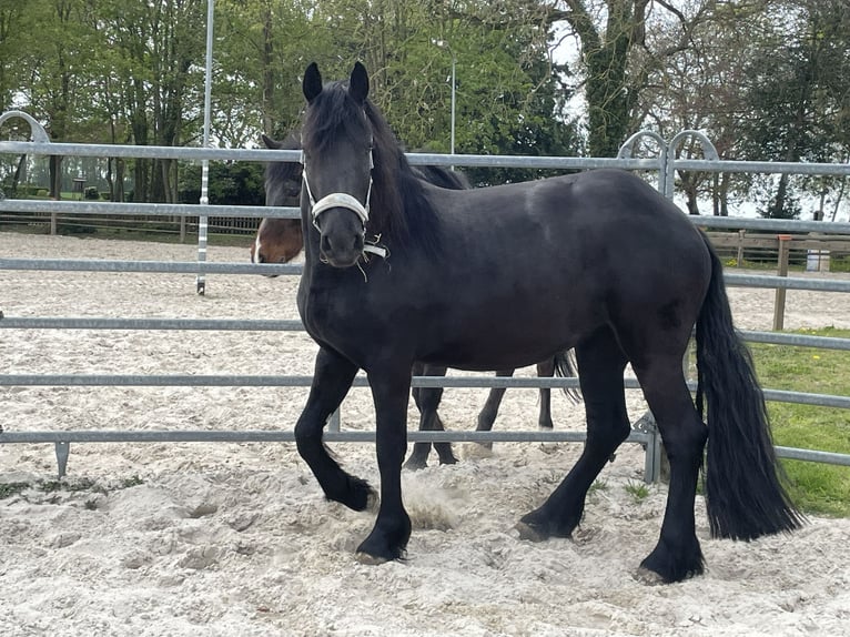 Arabo-Fries Merrie 3 Jaar 155 cm Zwart in Bunde