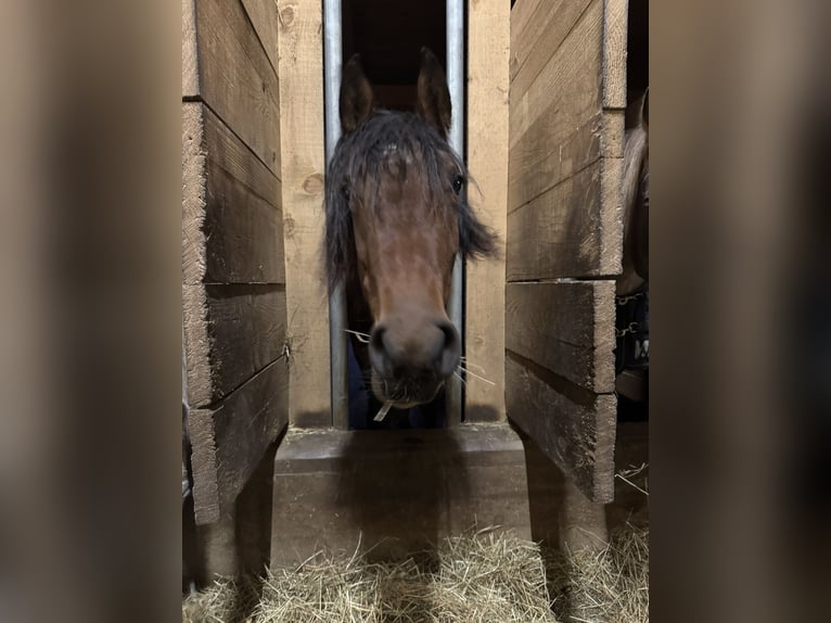 Arabo-Fries Mix Merrie 4 Jaar 155 cm Bruin in Formangueires
