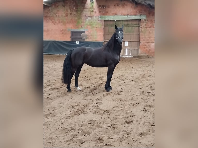 Arabo-Fries Merrie 7 Jaar 165 cm Zwart in Laakdal