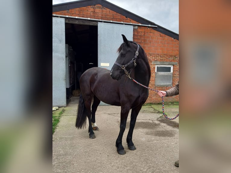 Arabo-Fries Merrie 7 Jaar 165 cm Zwart in Laakdal