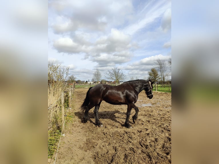 Arabo-Fries Merrie 7 Jaar 167 cm Zwart in Wommelgem