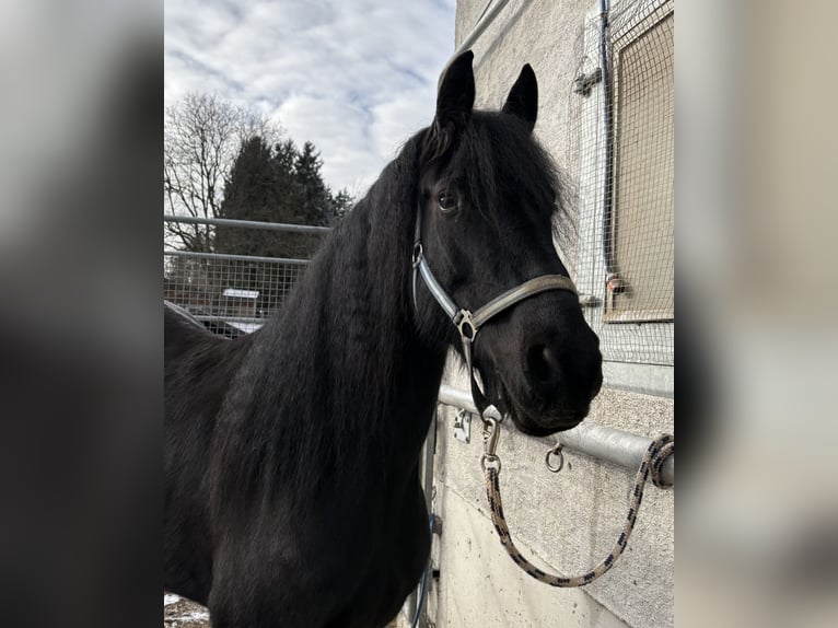 Arabo-Fries Merrie 8 Jaar 158 cm Zwart in Feldkirchen