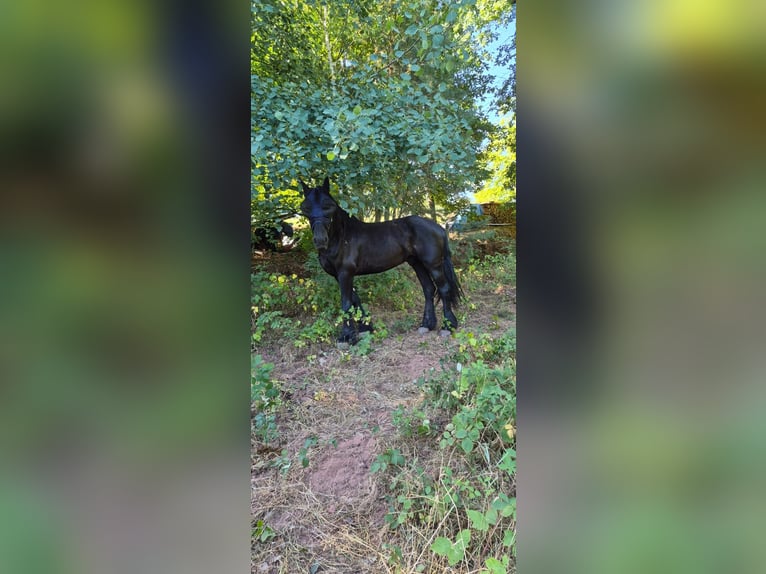 Arabo-Fries Ruin 13 Jaar 165 cm Zwart in Annweiler