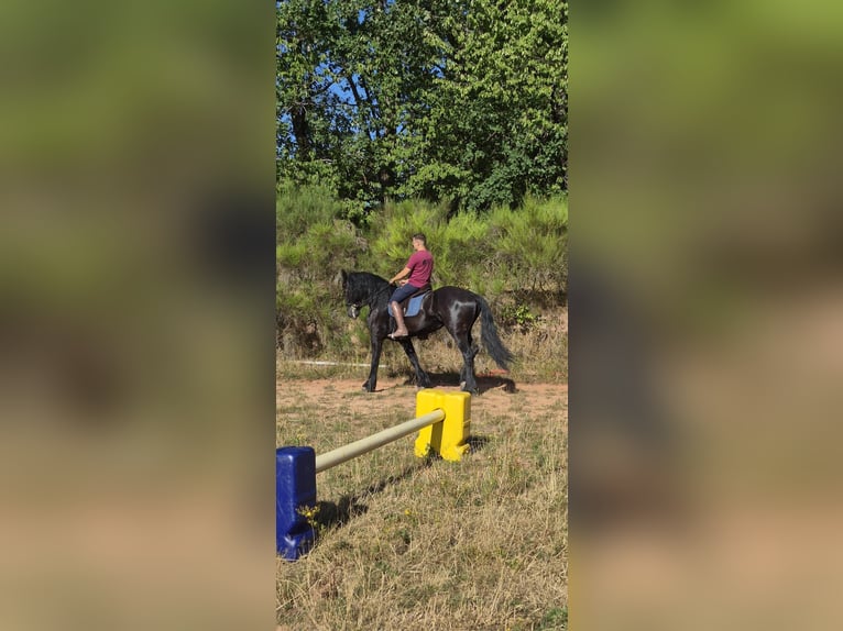 Arabo-Fries Ruin 13 Jaar 165 cm Zwart in Annweiler