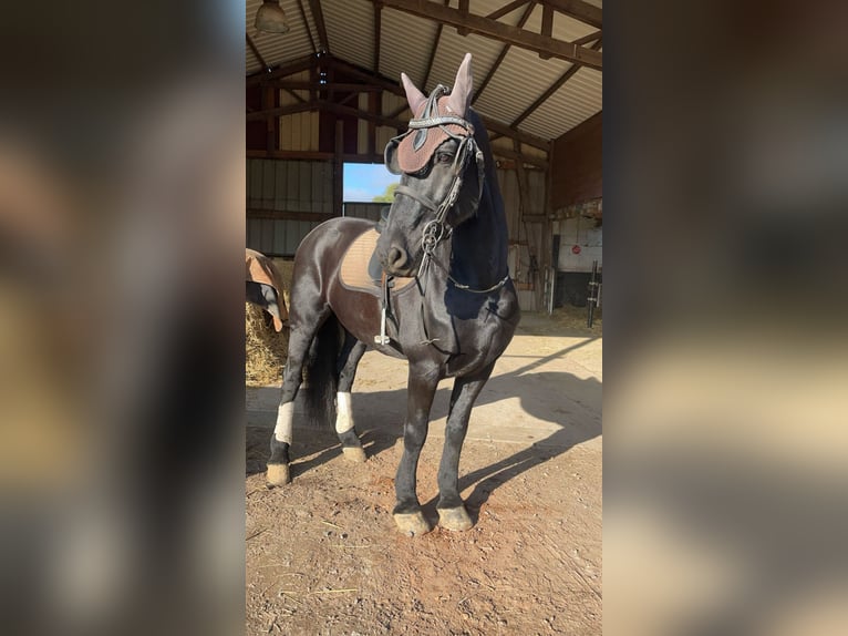 Arabo-Fries Ruin 14 Jaar 165 cm Zwart in Gamaches