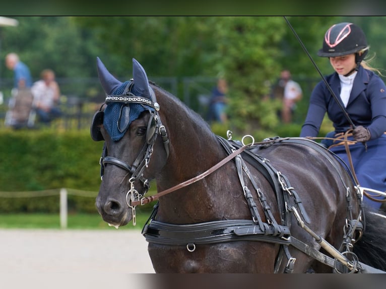 Arabo-Fries Ruin 14 Jaar 165 cm Zwart in Gamaches