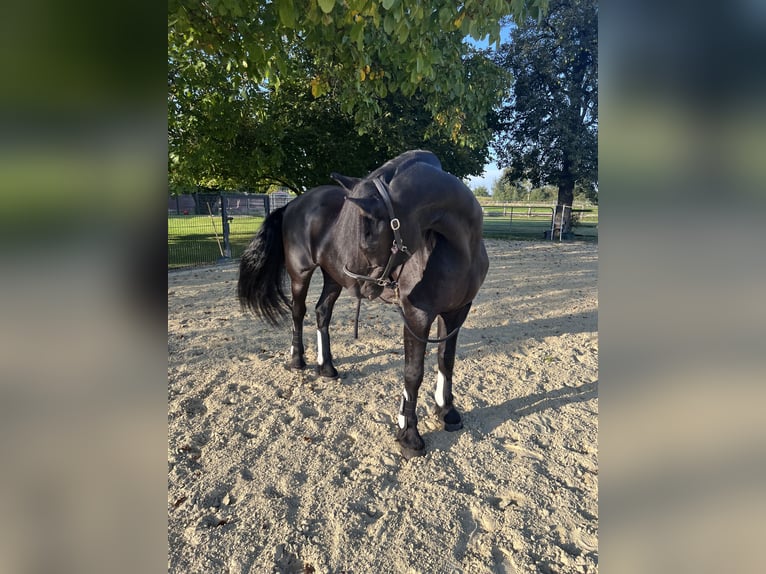 Arabo-Fries Ruin 19 Jaar 165 cm Zwart in Münster