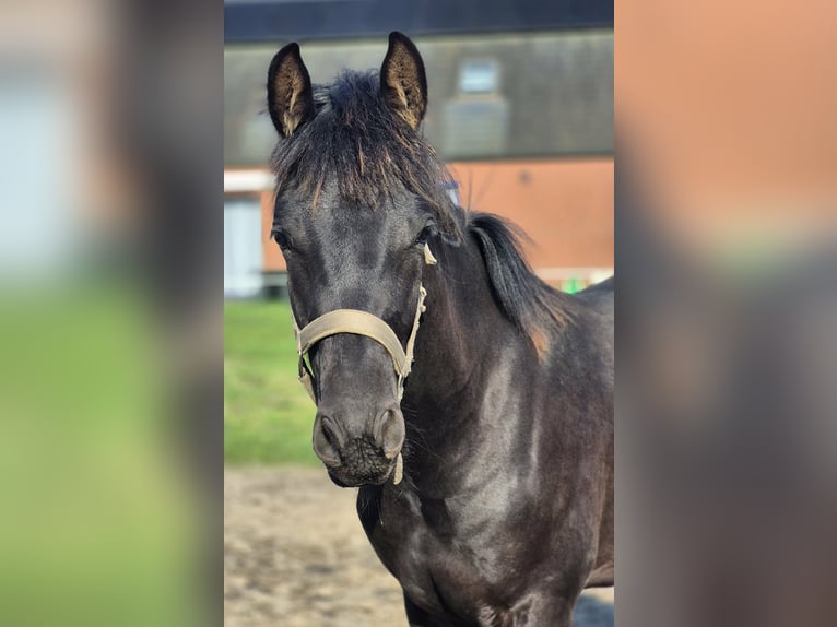 Arabo-Fries Ruin 1 Jaar Zwart in Waarschoot