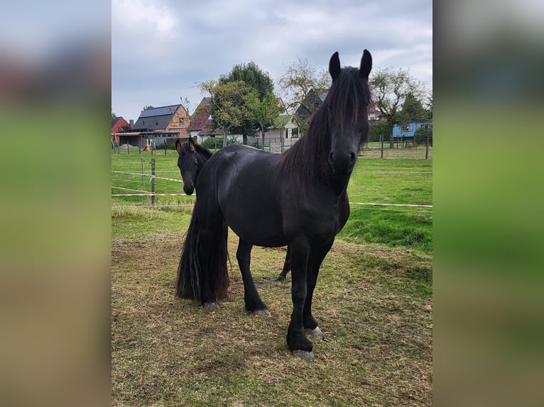 Arabo-Fries Ruin 1 Jaar Zwart in Waarschoot