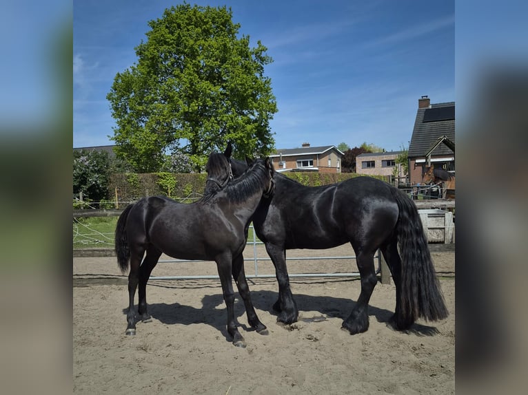 Arabo-Fries Ruin 1 Jaar Zwart in Waarschoot