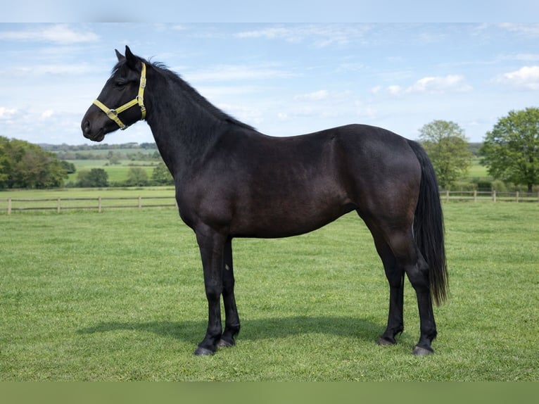 Arabo-Fries Ruin 2 Jaar 155 cm Zwart in EVERGEM